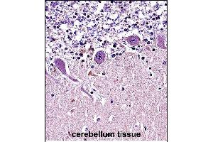 CR Antibody (N-term) (ABIN657682 and ABIN2846674) immunohistochemistry analysis in formalin fixed and paraffin embedded human cerebellum tissue followed by peroxidase conjugation of the secondary antibody and DAB staining. (CRMP1 抗体  (N-Term))