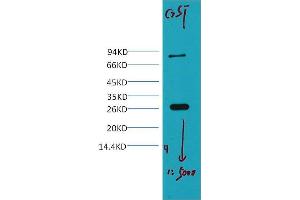 Western Blotting (WB) image for anti-Glutathione S Transferase (GST) antibody (ABIN3181093) (GST 抗体)