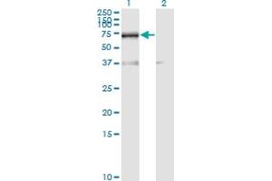Western Blot analysis of RBM39 expression in transfected 293T cell line by RNPC2 monoclonal antibody (M01), clone 4G8. (RBM39 抗体  (AA 423-472))