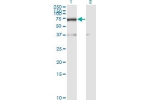 Western Blot analysis of RBM39 expression in transfected 293T cell line by RNPC2 monoclonal antibody (M01), clone 4G8.