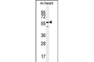 SMTNL2 Antibody (N-term) (ABIN655662 and ABIN2845134) western blot analysis in mouse heart tissue lysates (35 μg/lane). (SMTNL2 抗体  (N-Term))