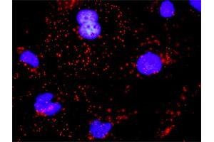 Proximity Ligation Assay (PLA) image for anti-Cadherin 1, Type 1, E-Cadherin (Epithelial) (CDH1) (AA 381-480) antibody (ABIN560274)