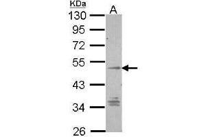 WB Image Sample (30 ug of whole cell lysate) A: Hep G2 , 10% SDS PAGE antibody diluted at 1:1000 (GPR137B 抗体  (C-Term))