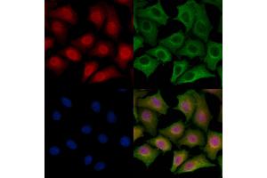 ABIN6265270 and ABIN6278780 staining HepG2 cells by IF/ICC. (SPZ1 抗体  (Internal Region))