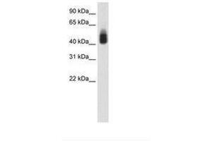 Image no. 1 for anti-SRY (Sex Determining Region Y)-Box 3 (SOX3) (C-Term) antibody (ABIN202543) (SOX3 抗体  (C-Term))