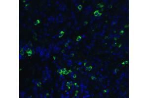 Immunofluorescent analysis of 4% paraformaldehyde-fixed human cervix cells labeling MANF with ABIN6990751 at 20 ug/mL, followed by goat anti-rabbit IgG secondary antibody at 1/500 dilution (green) and DAPI antibody (blue). (MANF 抗体  (C-Term))