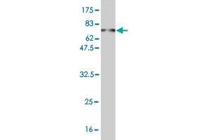 Western Blotting (WB) image for anti-RNA Binding Motif, Single Stranded Interacting Protein 1 (RBMS1) (AA 1-403) antibody (ABIN562606)