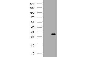 Image no. 1 for anti-RAB24, Member RAS Oncogene Family (RAB24) antibody (ABIN1500554) (RAB24 抗体)
