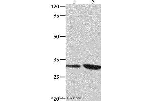 Western blot analysis of 293T and Jurkat cell  , using YWHAG Polyclonal Antibody at dilution of 1:800 (14-3-3 gamma 抗体)