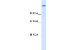 Western Blotting (WB) image for anti-Calcium Channel, Voltage-Dependent, alpha 2/delta Subunit 1 (CACNA2D1) antibody (ABIN2461079) (CACNA2D1 抗体)
