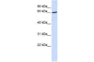 Western Blotting (WB) image for anti-Wntless Homolog (WLS) antibody (ABIN2458844)