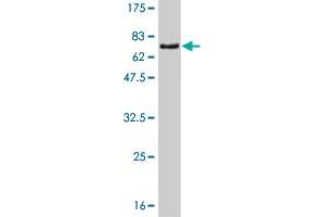 Western Blot detection against Immunogen (66. (ZNF24 抗体  (AA 1-368))