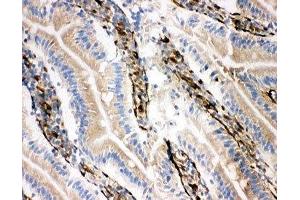 IHC-F testing of NRG1 antibody and rat intestine tissue (Neuregulin 1 抗体  (C-Term))