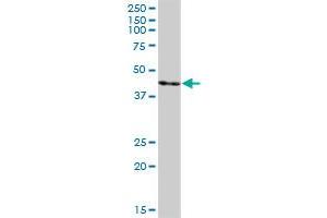 SURF6 MaxPab polyclonal antibody. (SURF6 抗体  (AA 1-361))