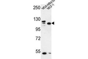 Western Blotting (WB) image for anti-SEC24 Family, Member C (SEC24C) antibody (ABIN3002130) (SEC24C 抗体)