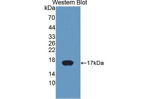 Western Blotting (WB) image for anti-Cytochrome P450, Family 11, Subfamily A, Polypeptide 1 (CYP11A1) (AA 391-515) antibody (ABIN7443575)