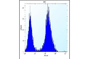 CDCA8 Antibody (N-term) (ABIN656687 and ABIN2845924) flow cytometric analysis of 293 cells (right histogram) compared to a negative control cell (left histogram). (CDCA8 抗体  (N-Term))