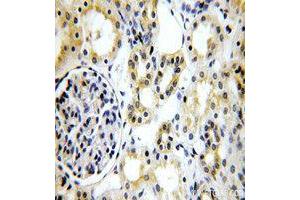 Immunohistochemistry (IHC) image for anti-Tight Junction Protein 1 (TJP1) (AA 1600-1700) antibody (ABIN6213922) (TJP1 抗体  (AA 1600-1700))