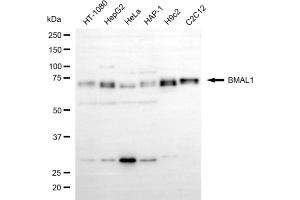 Western blotting analysis using BMAL1 antibody (ABIN7797659). (ARNTL 抗体)
