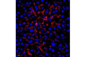 Immunofluorescence of paraffin embedded mouse liver using AHSG (ABIN7073021) at dilution of 1:650 (400x lens)