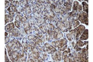 Image no. 2 for anti-Mitochondrial Intermediate Peptidase (MIPEP) (AA 174-516) antibody (ABIN1491019) (MIPEP 抗体  (AA 174-516))