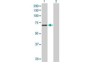 Western Blot analysis of STXBP1 expression in transfected 293T cell line by STXBP1 MaxPab polyclonal antibody. (STXBP1 抗体  (AA 1-603))