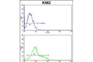 Flow cytometric analysis of k562 cells (bottom histogram) compared to a negative control cell (top histogram). (SORCS1 抗体  (N-Term))