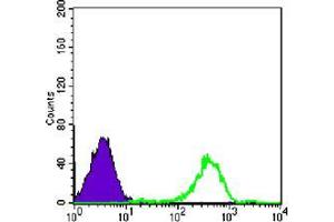 Flow cytometric analysis of Raji cells using FAK mouse mAb (green) and negative control (purple). (FAK 抗体)