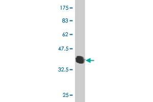 Western Blot detection against Immunogen (36. (RNF133 抗体  (AA 277-376))