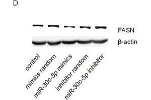 Western Blotting (WB) image for anti-Actin, beta (ACTB) antibody (ABIN3020544)