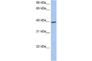 WB Suggested Anti-ACADM Antibody Titration:  0. (Medium-Chain Specific Acyl-CoA Dehydrogenase, Mitochondrial (N-Term) 抗体)
