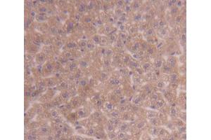 IHC-P analysis of Kidney tissue, with DAB staining. (PDK3 抗体  (AA 138-396))