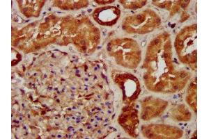 IHC image of ABIN7170916 diluted at 1:300 and staining in paraffin-embedded human kidney tissue performed on a Leica BondTM system. (SUCLG2 抗体  (AA 161-292))