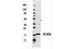 This antibody is primarily directed against mature, 17,000 MW human IL-1ß and is useful in determining its presence in various assays. (IL-1 beta 抗体  (Cleavage Site, N-Term))