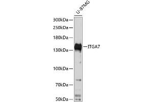 Western blot analysis of extracts of U-87MG cells, using ITG antibody  at 1:3000 dilution. (ITGA7 抗体  (AA 880-1020))