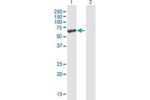 Western Blot analysis of UBAP1 expression in transfected 293T cell line by UBAP1 MaxPab polyclonal antibody. (UBAP1 抗体  (AA 1-502))
