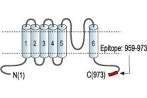 Representative domain view of the target of ABIN7885585.