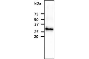 The recombinant protein (20ug) were resolved by SDS-PAGE, transferred to PVDF membrane and probed with anti-human FCGR1A antibody (1:1000).
