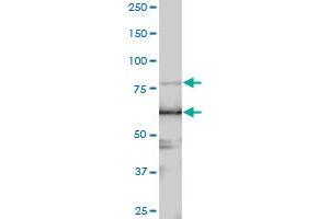 LARP4 MaxPab polyclonal antibody. (LARP4 抗体  (AA 1-730))