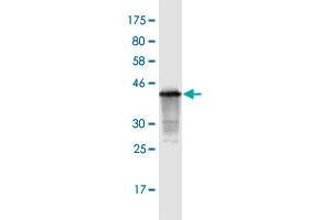 Western Blot detection against Immunogen (40. (CDKN2B 抗体  (AA 1-138))