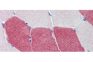 Immunohistochemistry with Human Skeletal Muscle lysate tissue at an antibody concentration of 5. (HMGCS1 抗体  (Middle Region))