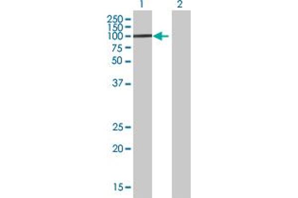 Zinc finger protein 82 homolog (ZFP82) (AA 1-532) 抗体