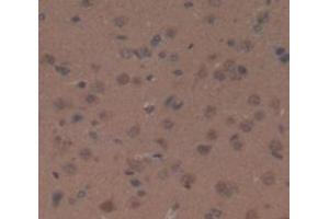 IHC-P analysis of Rat Tissue, with DAB staining. (Ceruloplasmin 抗体  (AA 872-1059))