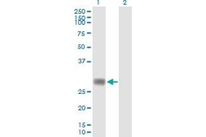 Western Blot analysis of RNF144A expression in transfected 293T cell line by RNF144A MaxPab polyclonal antibody. (RNF144A 抗体  (AA 1-292))