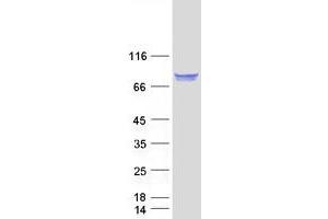 FAM65B Protein (Transcript Variant 2) (Myc-DYKDDDDK Tag)