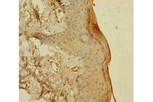 Immunohistochemistry of paraffin-embedded human skin tissue using ABIN7166047 at dilution of 1:100 (S1A14 (AA 1-104) 抗体)