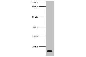 Western blot All lanes: Galectin-2 antibody at 6 μg/mL + Mouse liver tissue Secondary Goat polyclonal to rabbit IgG at 1/10000 dilution Predicted band size: 15 kDa Observed band size: 15 kDa (Galectin 2 抗体  (AA 1-132))