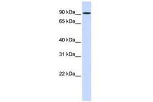 Image no. 1 for anti-Heat Shock 105kDa/110kDa Protein 1 (HSPH1) (AA 504-553) antibody (ABIN6743632) (HSPH1 抗体  (AA 504-553))