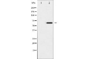 Western blot analysis of Ezrin phosphorylation expression in EGF treated A431 whole cell lysates,The lane on the left is treated with the antigen-specific peptide. (Ezrin 抗体  (pThr567))