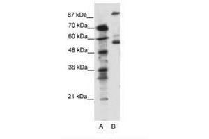 Image no. 1 for anti-5-Hydroxytryptamine (serotonin) Receptor 7 (Adenylate Cyclase-Coupled) (HTR7) (AA 47-96) antibody (ABIN6736094) (HTR7 抗体  (AA 47-96))